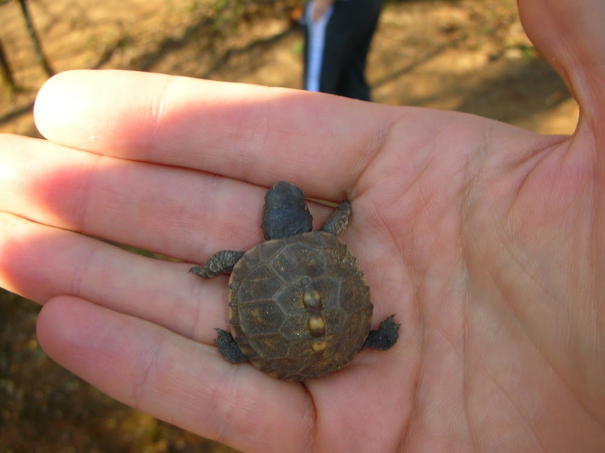 Eastern Box Turtle (juvenile)