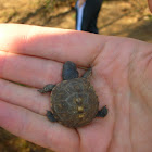 Eastern Box Turtle (juvenile)