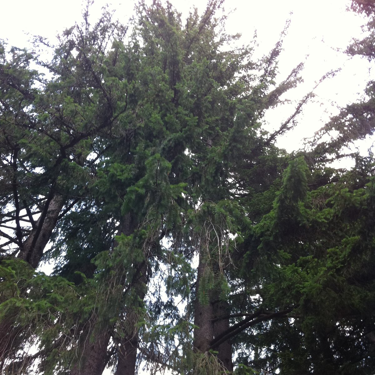 Norwalk spruce