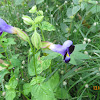 Bluewings or Wishbone Flower