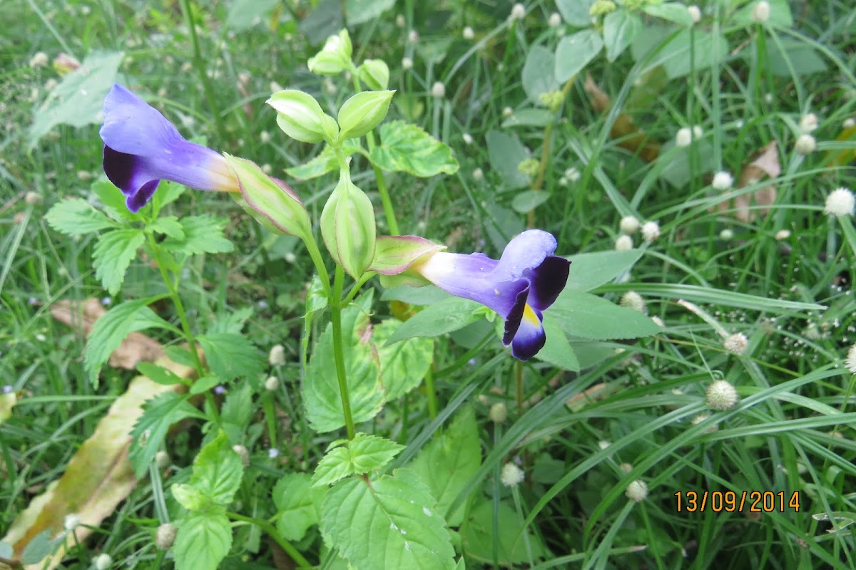 Bluewings or Wishbone Flower