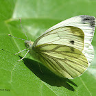 Green-veined White