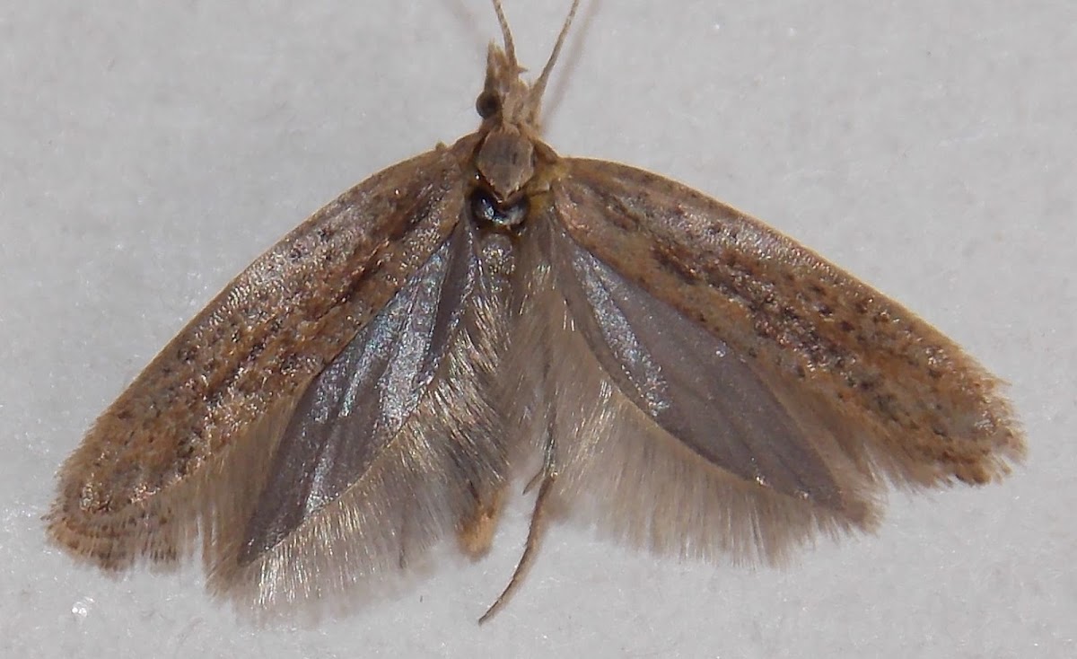 Diamondback Moth, (worn).