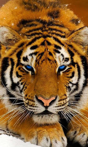 【免費個人化App】Tiger Jungle live wallpaper-APP點子