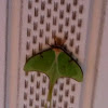 Luma Moth