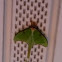 Luma Moth