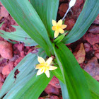 Golden Star Grass