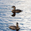 Pied-billed Grebe