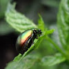 (Golden) Leaf Beetle