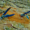 Chía blue wasp (avispa chía azul).