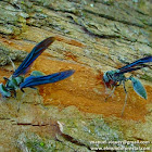 Chía blue wasp (avispa chía azul).