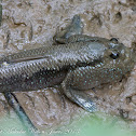 Blue-spotted Mudskipper