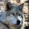 Wolf (hybrid)
