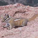 Uinta Chipmonk