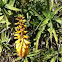 Aloe tenuior yellow