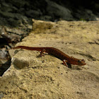 Longtail Salamander