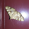 Jackfruit Borer Moth