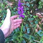 Northern marsh orchid