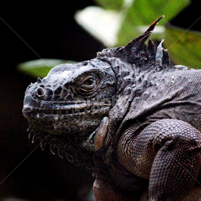 The Mini Dragon by Suvajit Malik - Animals Reptiles