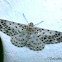 Geometrid Moth