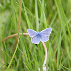 Common Blue