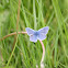 Common Blue