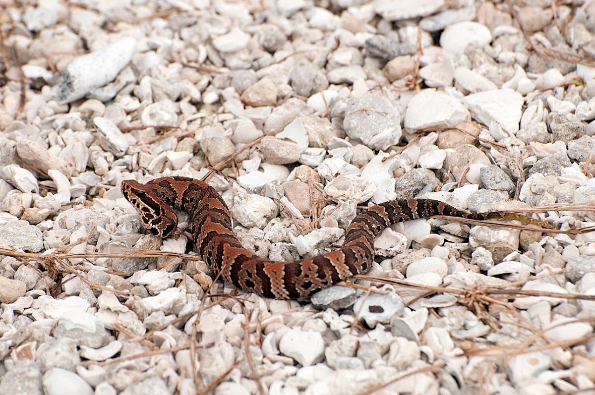 Water Moccasin, Florida cottonmouth