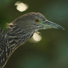 Striated Heron (juvenile)