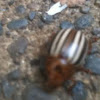 Strange beetle