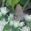 Red-banded Hairstreak