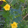 Yellow elder/Yellow Trumpetbush