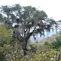 Oak tree covered with Spanish moss