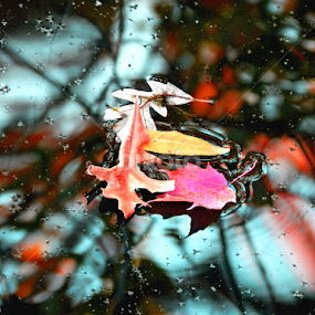 by Kerry  Milligan - Nature Up Close Leaves & Grasses