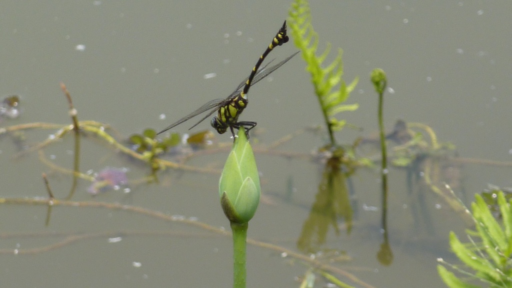 dragonfly in black and yellow color