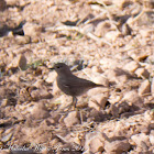 Black Redstart; Colirrojo Tizón