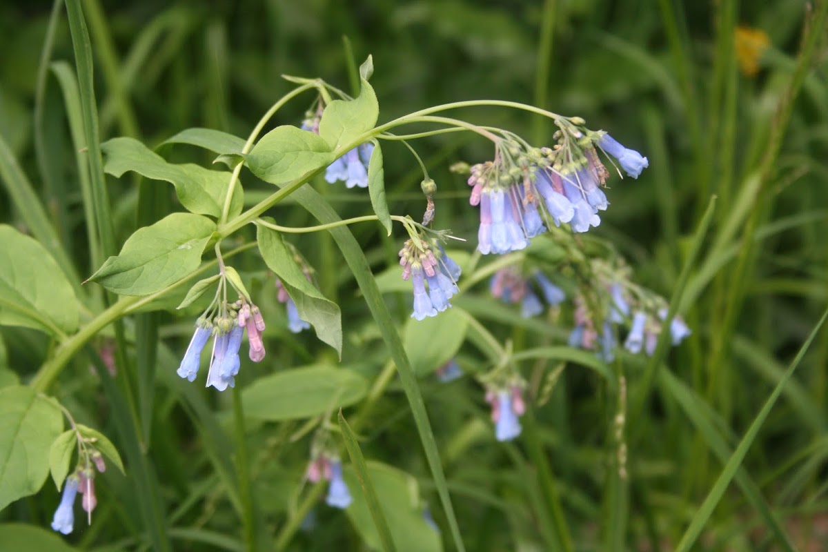 Alpine Bluebells