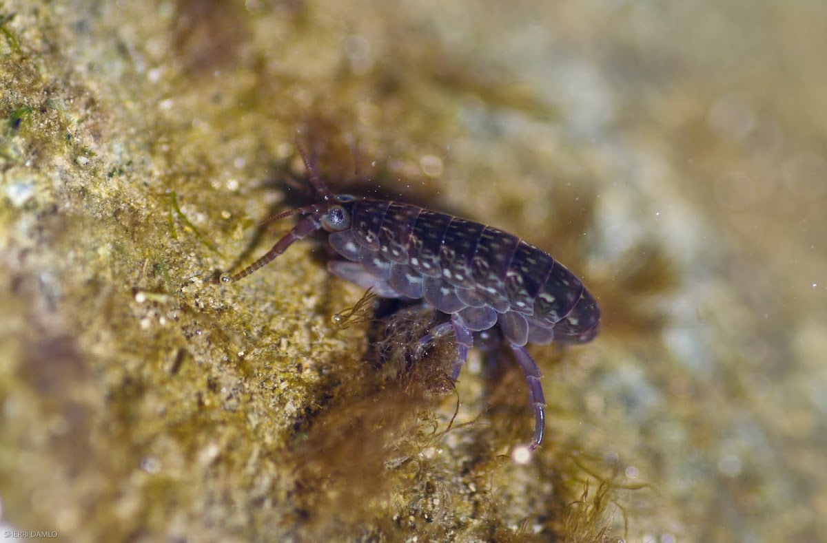 Dark sea flea Project Noah