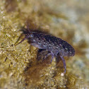 Dark sea flea