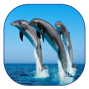 Dolphin Live Wallpaper.apk 1.3