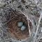 Northern Mockingbird Eggs