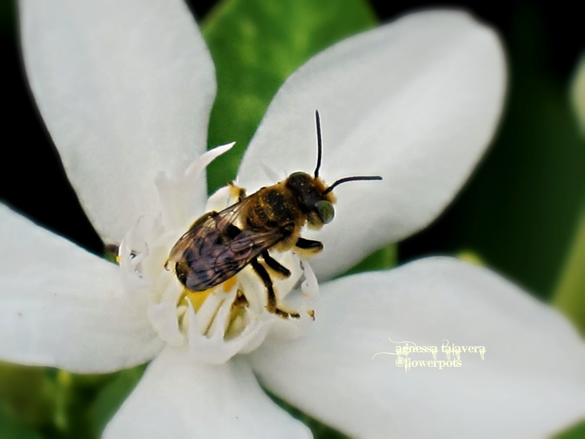 Small Bee