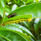 Tachinid fly & Caterpillar