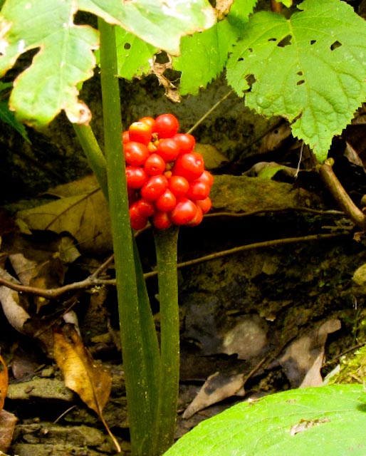 Jack in the Pulpit, Indian Turnip