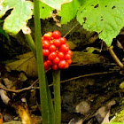 Jack in the Pulpit, Indian Turnip