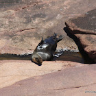 Australian Sea Lion