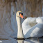 Mute Swan