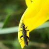 Flower Beetle Oedemera flavipes ♂