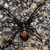 Redback spider