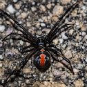 Redback spider
