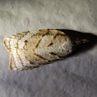 Tortrix Moth